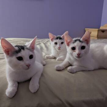 Grogu (Bushy Ridge 4) -  Domestic Short Hair Cat for Adoption in Westport, Connecticut - Grogu (Bushy Ridge 4) | PetCurious