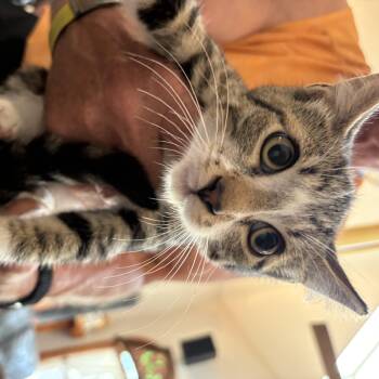 Argyle -  Tabby Cat for Adoption in Maple Shade, New Jersey - Argyle | PetCurious