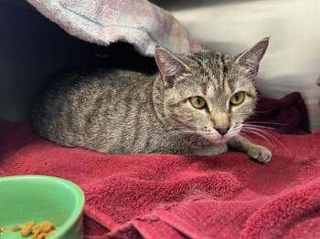 Rescue Domestic Short Hair Cats for Adoption in Boston, Massachusetts - ESSIE | PetCurious