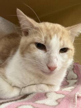 Domestic Short Hair Cats Available for Adoption in Pompano Beach, Florida - Harry | PetCurious