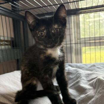 Eva -  Tortoiseshell Cat Available for Adoption - Eva | PetCurious