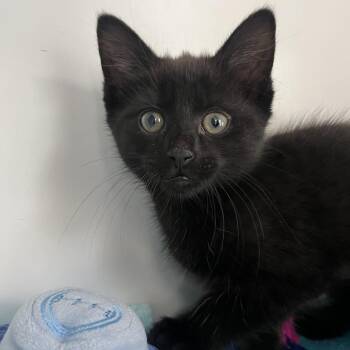 Domestic Short Hair Cats Available for Adoption in Newark, New Jersey - Moon Rock | PetCurious