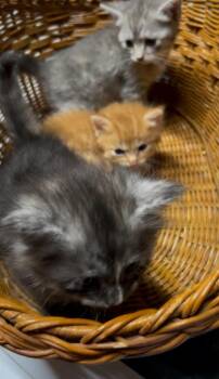 Tabby and Domestic Long Hair Cats Available for Adoption in San Antonio, Texas - Misty | PetCurious
