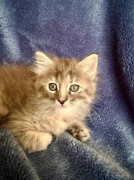 Poppy 26 -  Maine Coon and Domestic Long Hair Cat for Adoption in Nashville, Tennessee - Poppy 26 | PetCurious