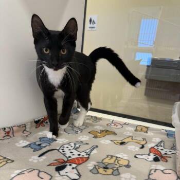 Porter Geiss -  Domestic Short Hair Cat for Adoption in Beaumont, Texas - Porter Geiss | PetCurious