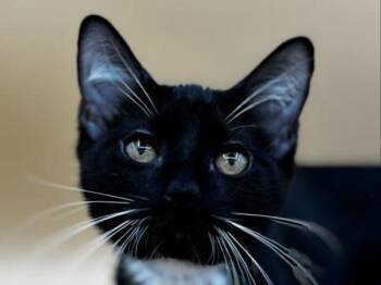 Harvest -  Domestic Short Hair Cat for Adoption in Portland, Oregon - Harvest | PetCurious