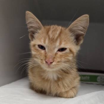 Rescue Domestic Short Hair Cats for Adoption in Branson, Missouri - Comet | PetCurious