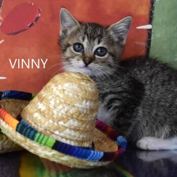 Vinny -  Domestic Short Hair Cat for Adoption in Kanab, Utah - Vinny | PetCurious