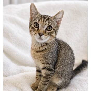 Nina -  Domestic Short Hair Cat for Adoption in Sunrise, Florida - Nina | PetCurious