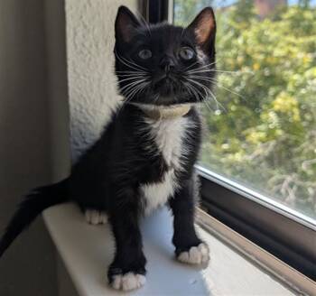 Domestic Short Hair Cats Available for Adoption in Santa Clara, California - BELNO LIGHT | PetCurious
