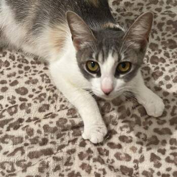 Carla -  Domestic Short Hair Cat for Adoption in San Antonio, Texas - Carla | PetCurious