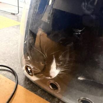 Oreoo -  Domestic Short Hair Cat for Adoption in Philadelphia, Pennsylvania - Oreoo | PetCurious