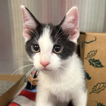 OWEN -  Domestic Short Hair Cat for Adoption in St. Louis, Missouri - OWEN | PetCurious