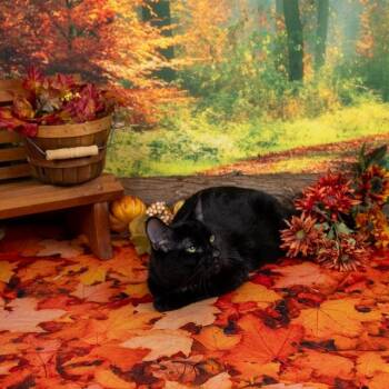 Rescue Domestic Short Hair Cats for Adoption in Lapeer, Michigan - Hook | PetCurious