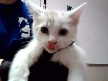 Domestic Short Hair Cats Available for Adoption in Martinez, California - MOON | PetCurious
