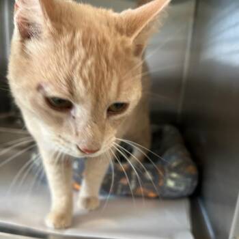 ACON-Stray-14011 -  Domestic Short Hair Cat for Adoption in Carlyle, Illinois - ACON-Stray-14011 | PetCurious