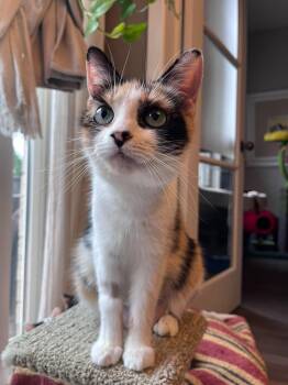 Marble -  Domestic Medium Hair Cat for Adoption in Brantford, Ontario - Marble | PetCurious