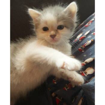 Midas Tha King 26 -  Domestic Short Hair Cat for Adoption in Austin, Texas - Midas Tha King 26 | PetCurious