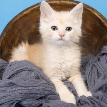 Archie -  Domestic Short Hair Cat for Adoption in Franklin, Tennessee - Archie | PetCurious