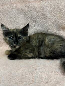 Harlow -  Domestic Medium Hair Cat for Adoption in Vacaville, California - Harlow | PetCurious