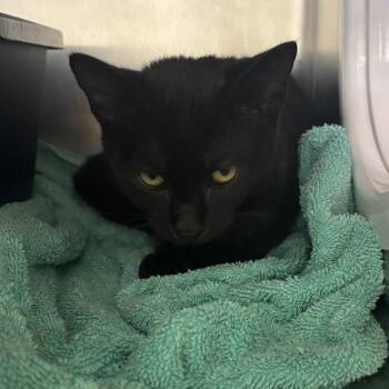 Ms. Fowl -  Domestic Short Hair Cat for Adoption in Lakeland, Florida - Ms. Fowl | PetCurious