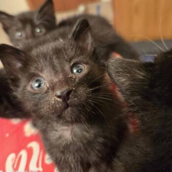 Ant -  Domestic Short Hair Cat for Adoption in West Olive, Michigan - Ant | PetCurious