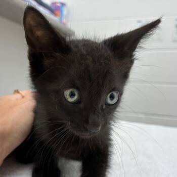 Pluto -  Domestic Short Hair Cat for Adoption in Corpus Christi, Texas - Pluto | PetCurious