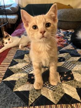 Miso -  Domestic Short Hair Cat for Adoption in Milton, Delaware - Miso | PetCurious