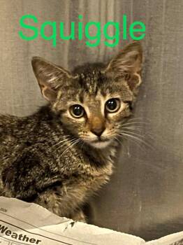 Squiggle -  Domestic Short Hair Cat for Adoption in Princeton, Indiana - Squiggle | PetCurious