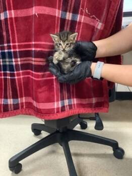 Rescue Domestic Short Hair Cats for Adoption in Fort Worth, Texas - Wrangler 4 | PetCurious