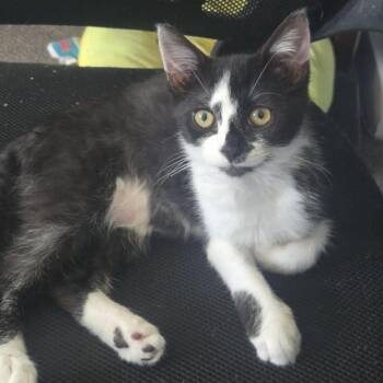 Bean Sprout -  Domestic Short Hair Cat for Adoption in Woodbury, New Jersey - Bean Sprout | PetCurious