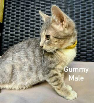 Gummy -  Domestic Short Hair Cat for Adoption in Binghamton, New York - Gummy | PetCurious