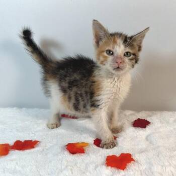 Galadriel -  Domestic Short Hair Cat for Adoption in Johnson City, Tennessee - Galadriel | PetCurious