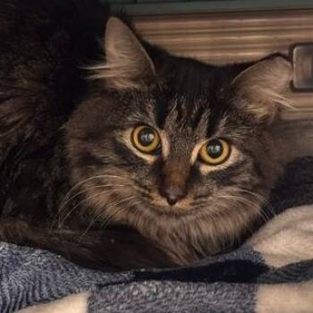 Spaghetti -  Domestic Short Hair Cat for Adoption in Edwardsville, Illinois - Spaghetti | PetCurious