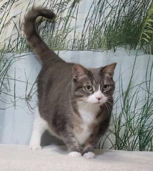 Kiera -  Domestic Short Hair Cat for Adoption in West Chester, Pennsylvania - Kiera | PetCurious