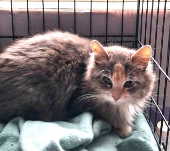 Domestic Long Hair Cats Available for Adoption in Ogden, Utah - Cream Puff | PetCurious