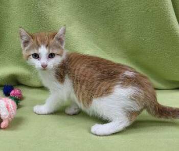 Darlene -  Domestic Short Hair Cat Available for Adoption in Bucyrus, Ohio - Darlene | PetCurious