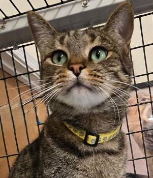 Tabby and Domestic Short Hair Cats Available for Adoption in Las Cruces, New Mexico - Sylvester | PetCurious