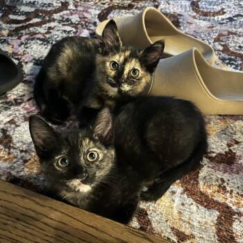 Tova -  Domestic Short Hair Cat for Adoption in Naperville, Illinois - Tova | PetCurious