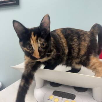 Maple -  Domestic Short Hair Cat for Adoption in Buffalo, New York - Maple | PetCurious