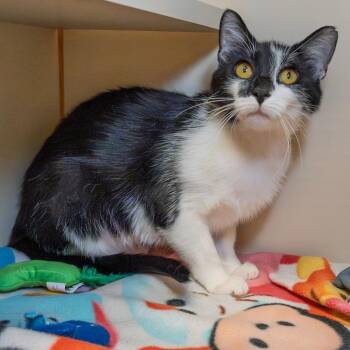 Supernova -  Domestic Short Hair Cat for Adoption in South Elgin, Illinois - Supernova | PetCurious