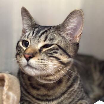 Domestic Short Hair Cats Available for Adoption - Lil Man | PetCurious