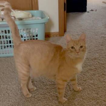 Ruthie -  Domestic Short Hair Cat for Adoption in Rochester, Minnesota - Ruthie | PetCurious