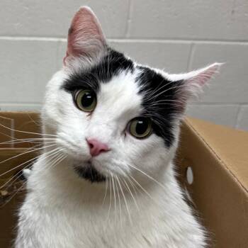 Domestic Short Hair Cats Available for Adoption in Murray, Utah - Vern | PetCurious