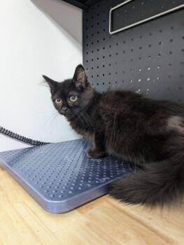Domestic Short Hair Cats Available for Adoption in Dayton, Minnesota - Magoo | PetCurious