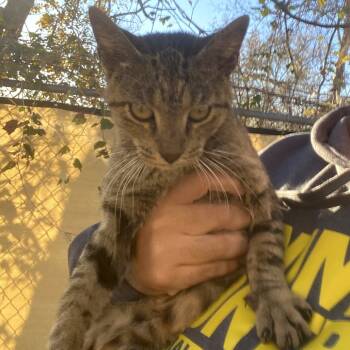 Rescue Domestic Short Hair Cats for Adoption in Austin, Texas - Waffle Cone | PetCurious