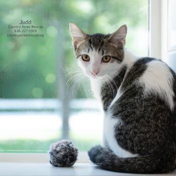 Judd -  Domestic Short Hair Cat for Adoption in Ballwin, Missouri - Judd | PetCurious