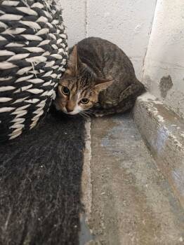 Moon -  Domestic Short Hair Cat for Adoption in Ontario, California - Moon | PetCurious