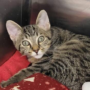 Ollie -  Domestic Short Hair Cat for Adoption in Cumming, Georgia - Ollie | PetCurious