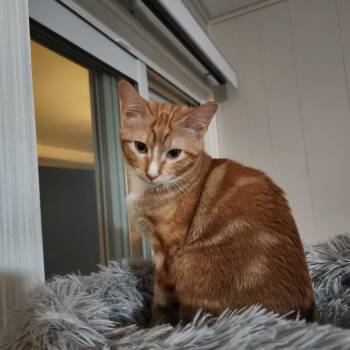 Rescue Domestic Short Hair Cats for Adoption in Fort Worth, Texas - Poblano | PetCurious